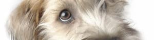 Closeup of cute dog eyes